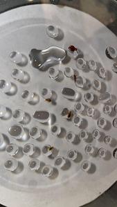 bed bugs and water