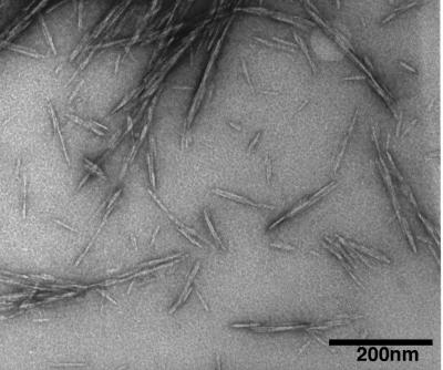 Cellulose Nanocrystals