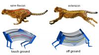 Cheetahs Inspire Faster Soft Robots