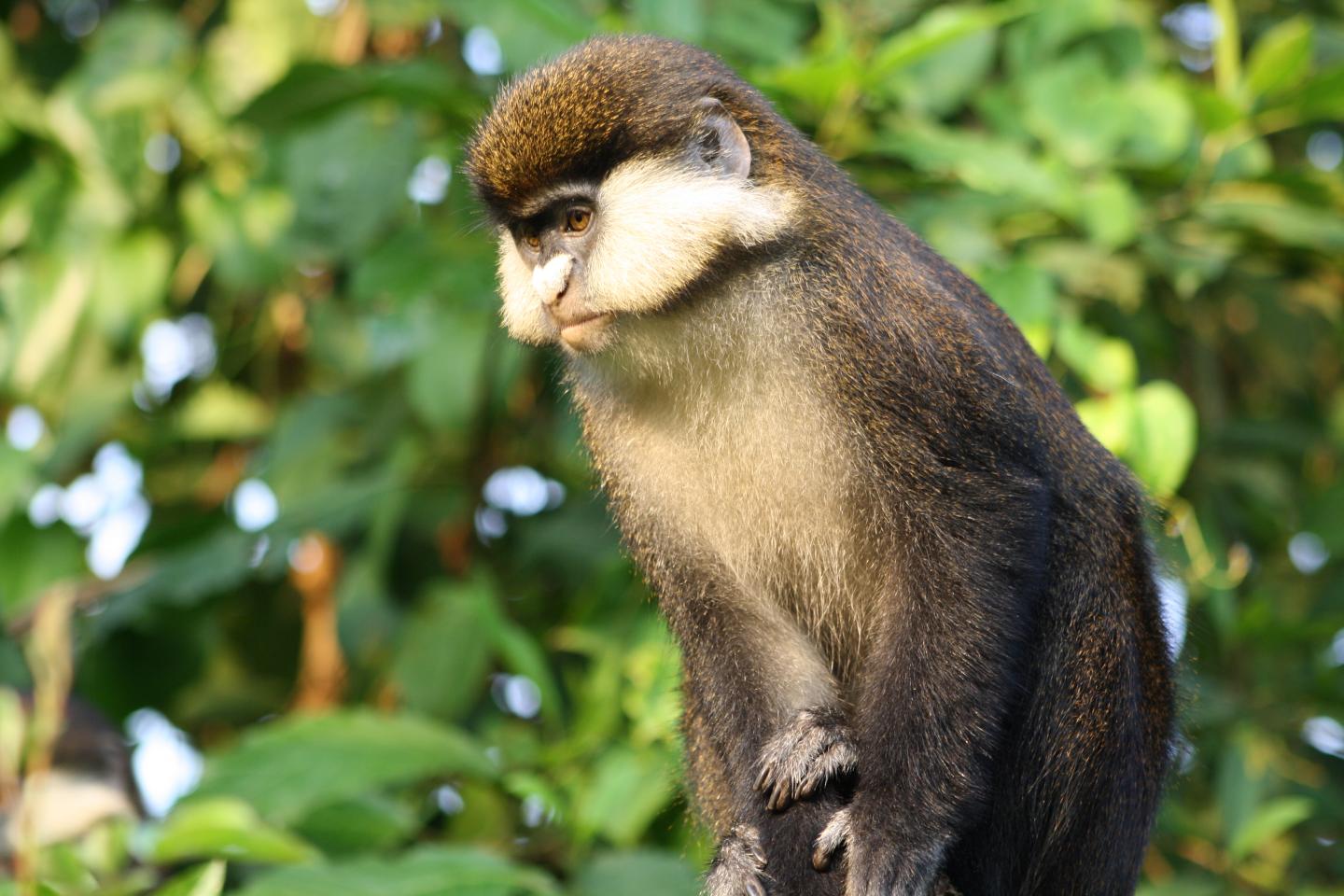 Machine Learning Offers Insights into Evolution of Monkey Faces