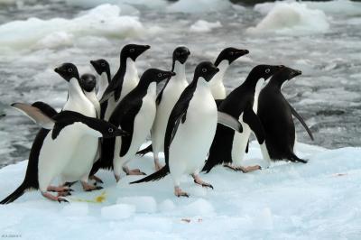 Adélie Penguins