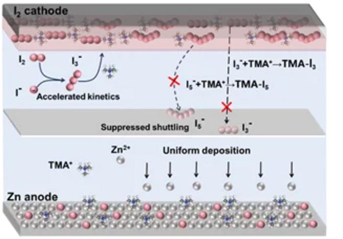 Anion-Cation Synergistic Additives Solve the "Performance Triangle" Problem in Zinc-Iodine Batteries