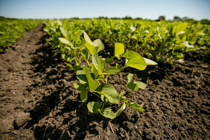 Soybean photo for news release on AI-based Brazilian soybean yield predictions