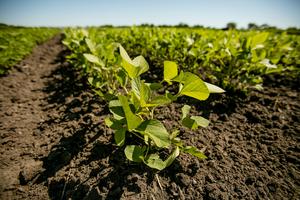 Soybean photo for news release on AI-based Brazilian soybean yield predictions