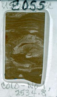 Microbial Features
