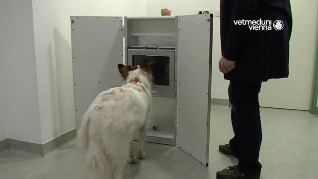 Dog Playing with Touchscreen