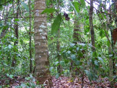 Gigante Forest