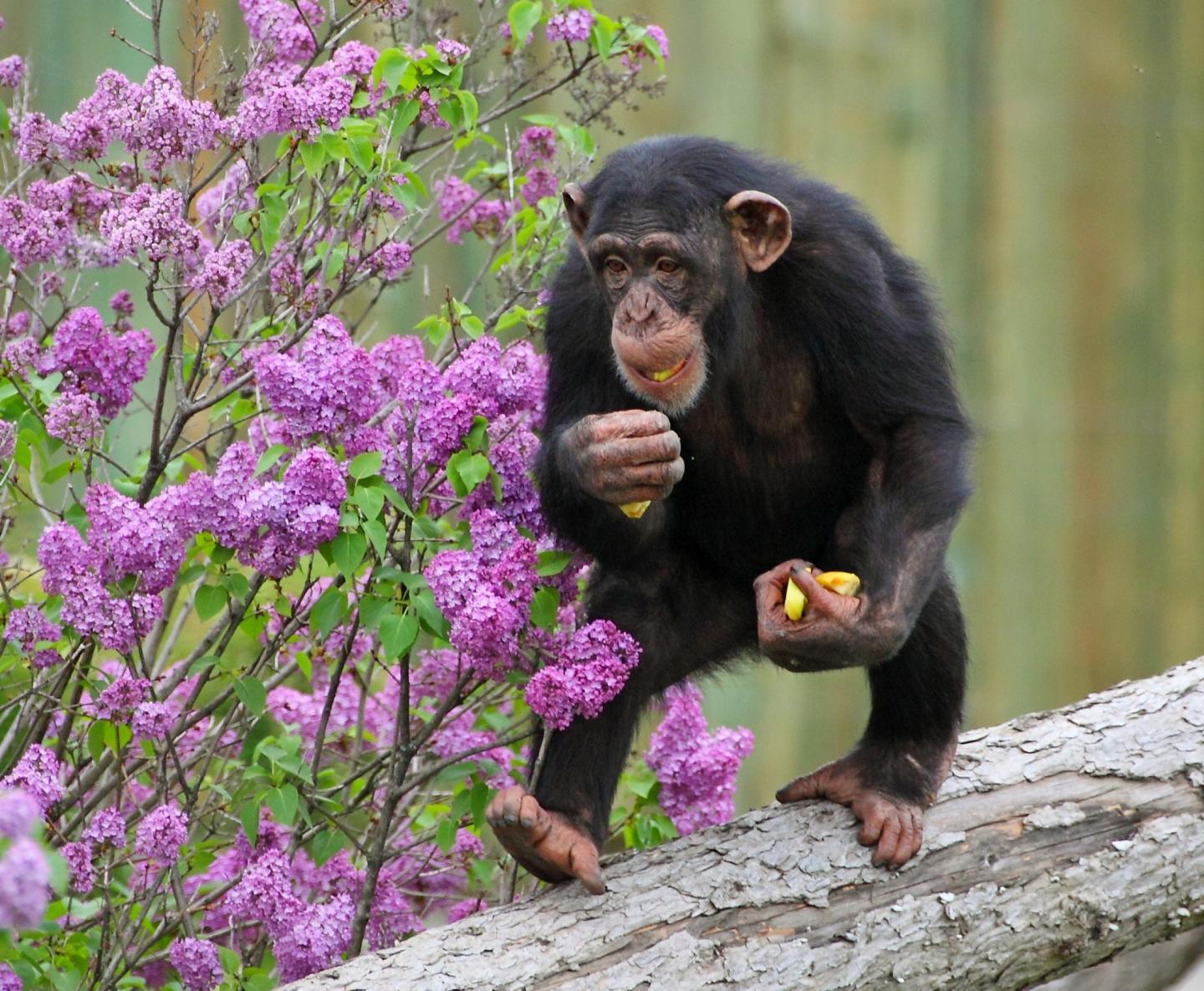 Great Apes' Heel-Down Posture