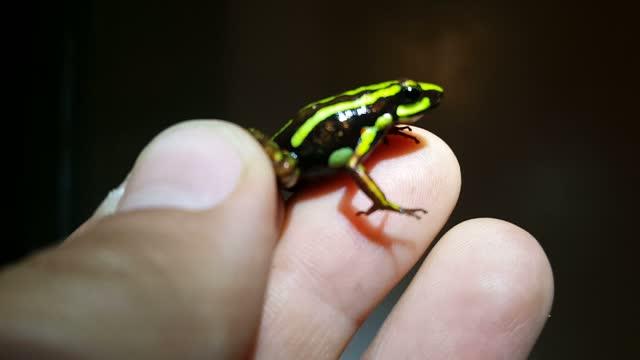 The 'Paradox' of Poisonous Frog Resistance against Their Own Toxins Explained (15 of 16)