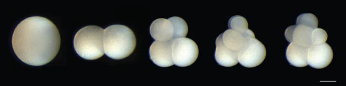 H. miamia_2-4-6-8 cell