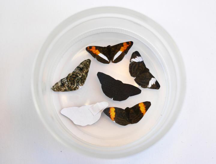 Birds Learned to Avoid Fake Fast-Flying Butterflies