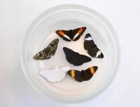 Birds Learned to Avoid Fake Fast-Flying Butterflies