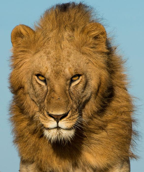Lion menacing