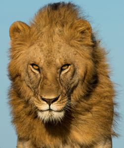 Lion menacing