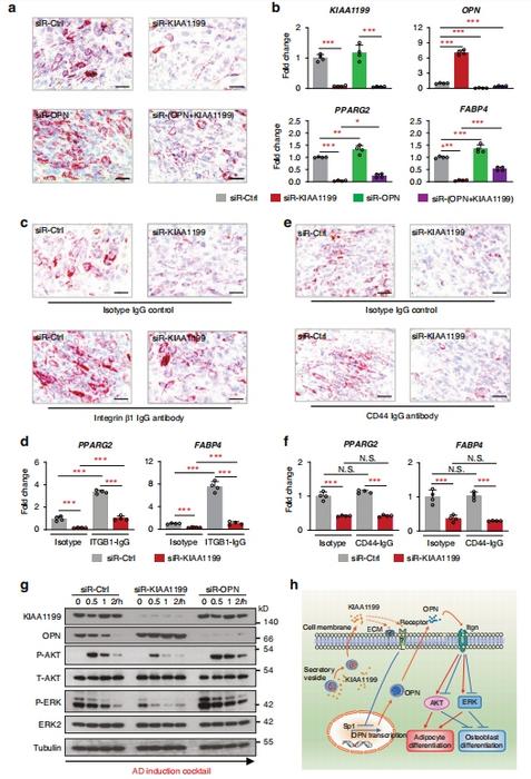 Osteopontin (OPN) / integrin signaling mediates the effects of KIAA1199 on adipocyte differentiation of hBMSC.