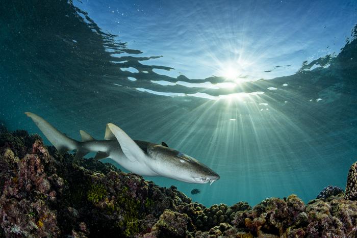 Environmental architects