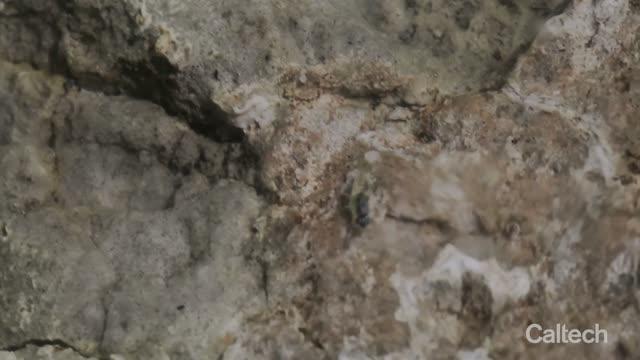 The Diving Flies of Mono Lake