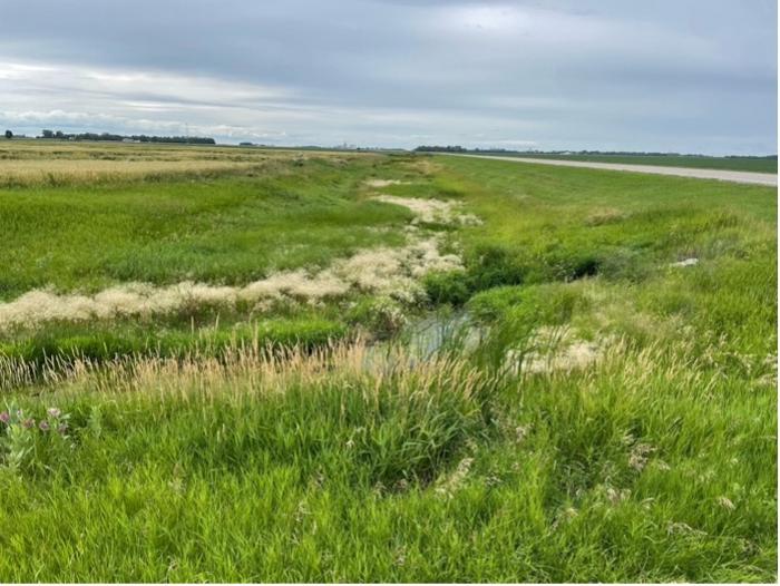 Foxtail Barley Growing in a Wetland Area