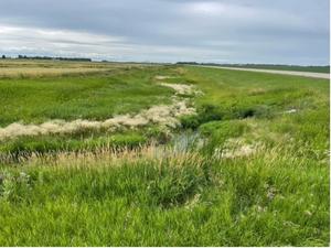 Foxtail Barley Growing in a Wetland Area