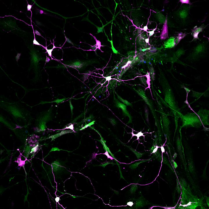 Pericytes