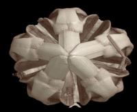 Sea Urchin Tooth Tips