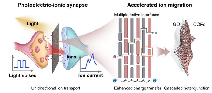 Retina-inspired cascaded van der Waals heterostructures for photoelectric-ion neuromorphic computing