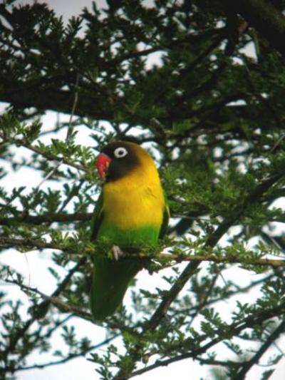 Yellow-Collared Lovebird