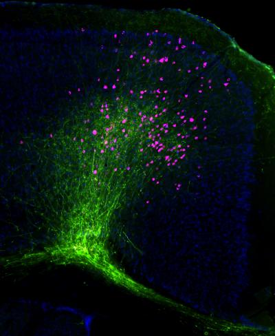 Mouse Neocortex