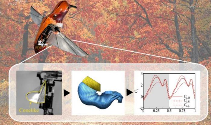 Development of the novel efficient aerodynamic prediction method of flexible flapping wing: from experimental observation to conical surface model formulation and finally achieving aerodynamic calculation via unsteady panel method
