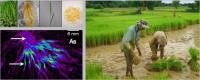 Rice Soil Chemistry