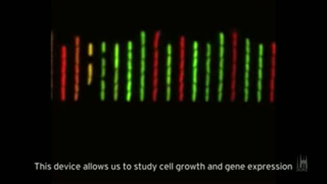 <i>E. Coli</i> in the Mother Machine