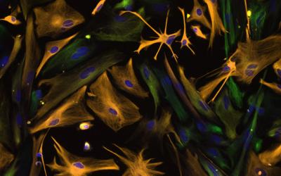 Neural Progenitor and Astrocytes