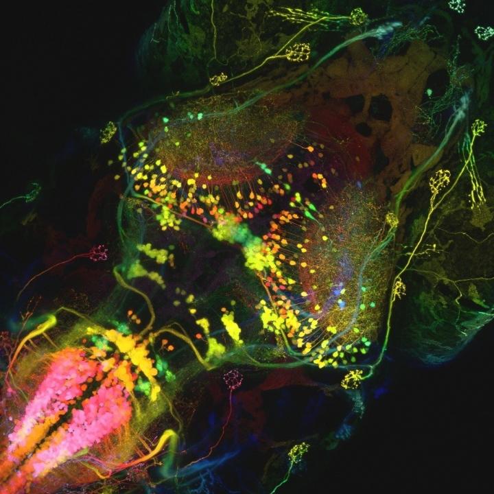 Newly discovered brain circuit