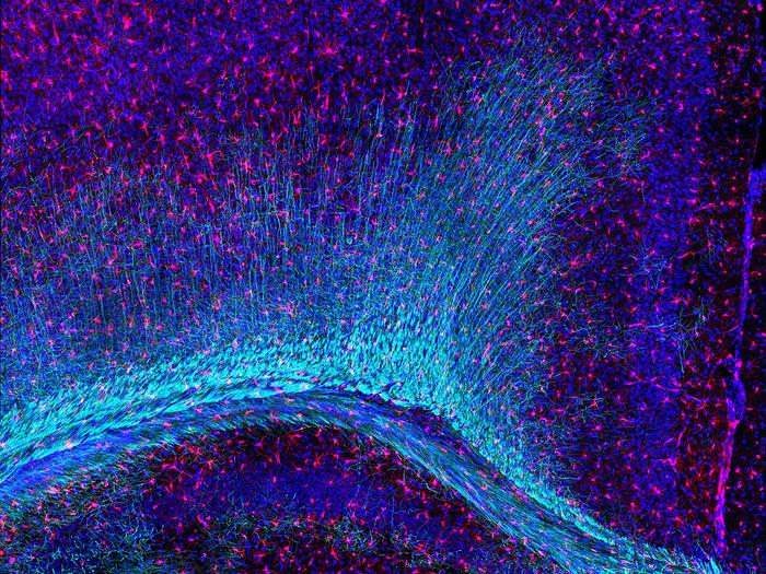 Mouse brain cells