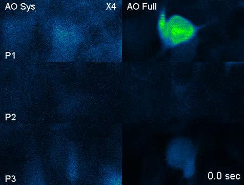 AO imaging system can clearly resolve the tightly packed neurons with the calcium transients accurately recorded and without interference from neighboring neurons