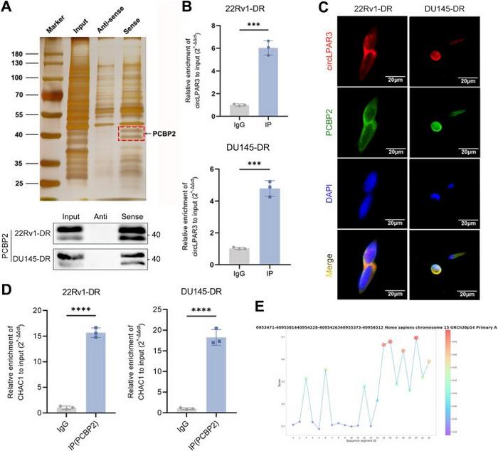 PCBP2 is a mediating RBP for circLPAR3 and CHAC1.