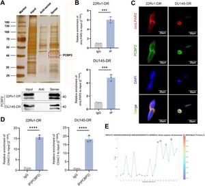 PCBP2 is a mediating RBP for circLPAR3 and CHAC1.