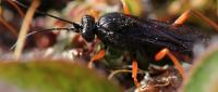 Parasitoid Wasp