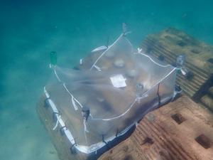 University of Miami researchers and collaborators expand hybrid reef project off Miami Beach