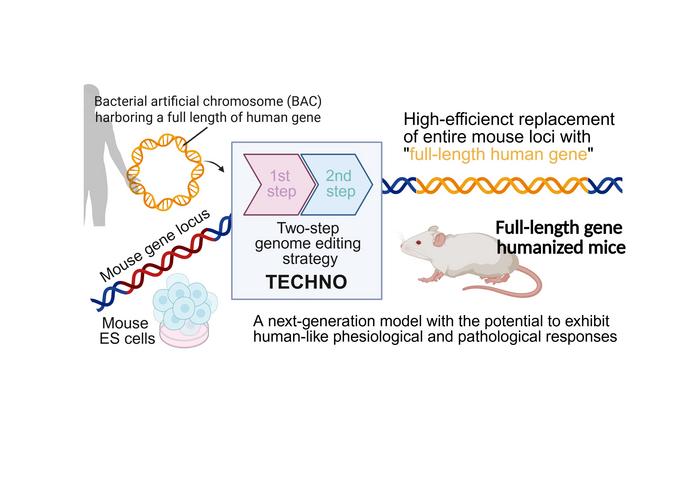 A Two-Step CRISPR-Based Approach for Full-Length Gene Humanization in Mice