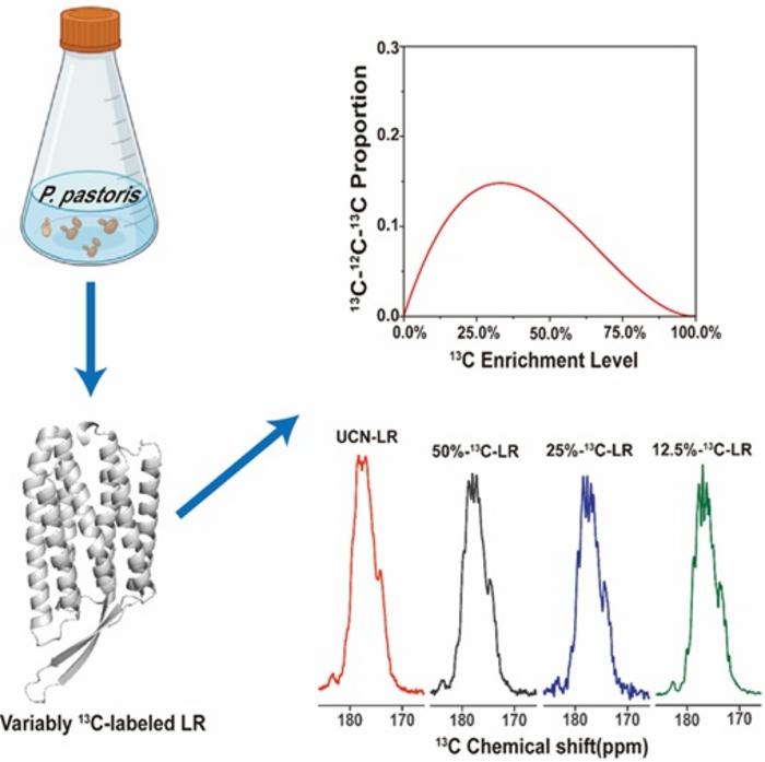 Schematic of the random fractional¹³C labeling strategy in P. pastoris and its impact on spectral quality