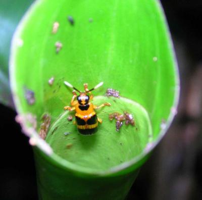Rolled Leaf Beetle <i>C. alternans</i>