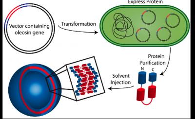 Illustration of Recombinant Oleosin