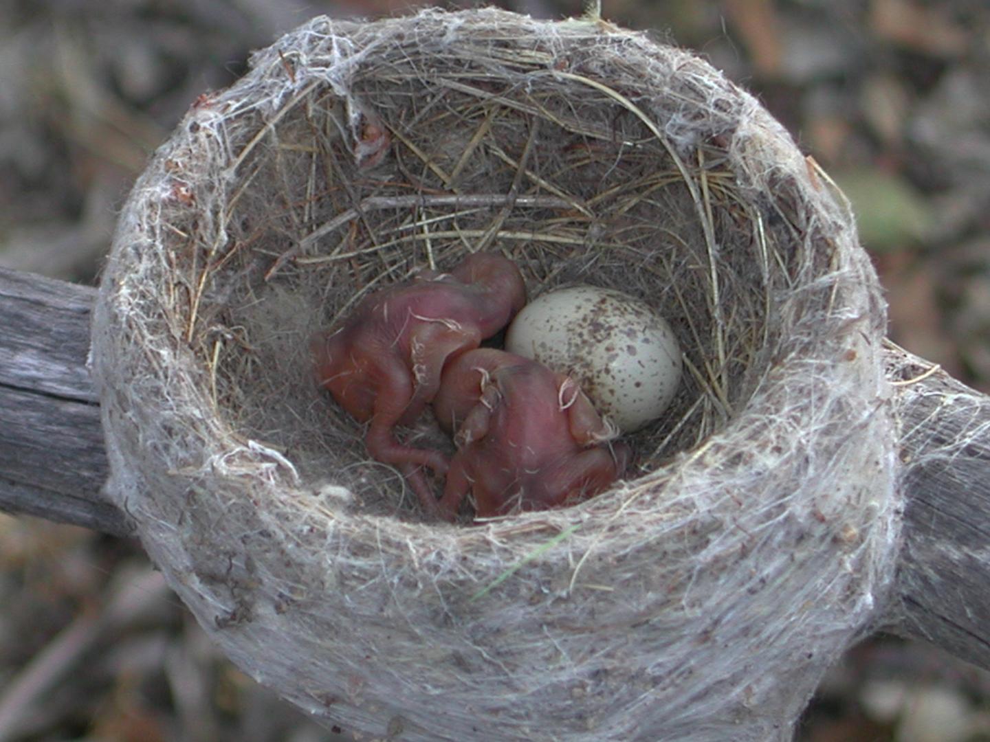 Some Small Willie Wagtail Nestlings and an Egg