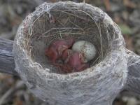 Some Small Willie Wagtail Nestlings and an Egg