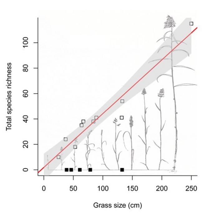 The number of insect species (plant-eating as well as parasitic wasps) depending on the length of the grass shoots.
