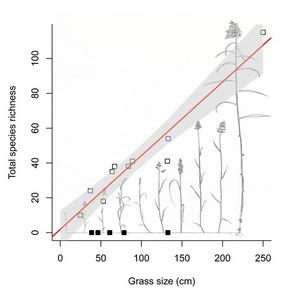 The number of insect species (plant-eating as well as parasitic wasps) depending on the length of the grass shoots.