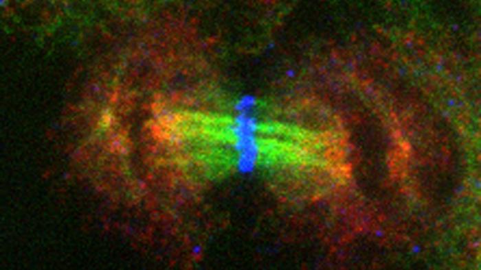 Chromosomal DNA in a dividing cell