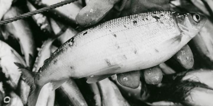 U.S. Seafood Exports Drop 20% Due to COVID-19