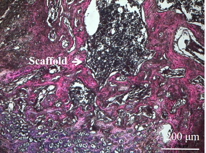 Scaffold without Curcumin